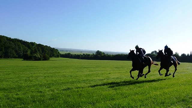 Gallops103