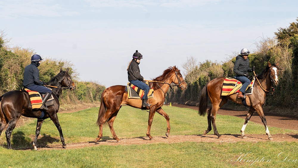 Hedge Gallop Pull Up